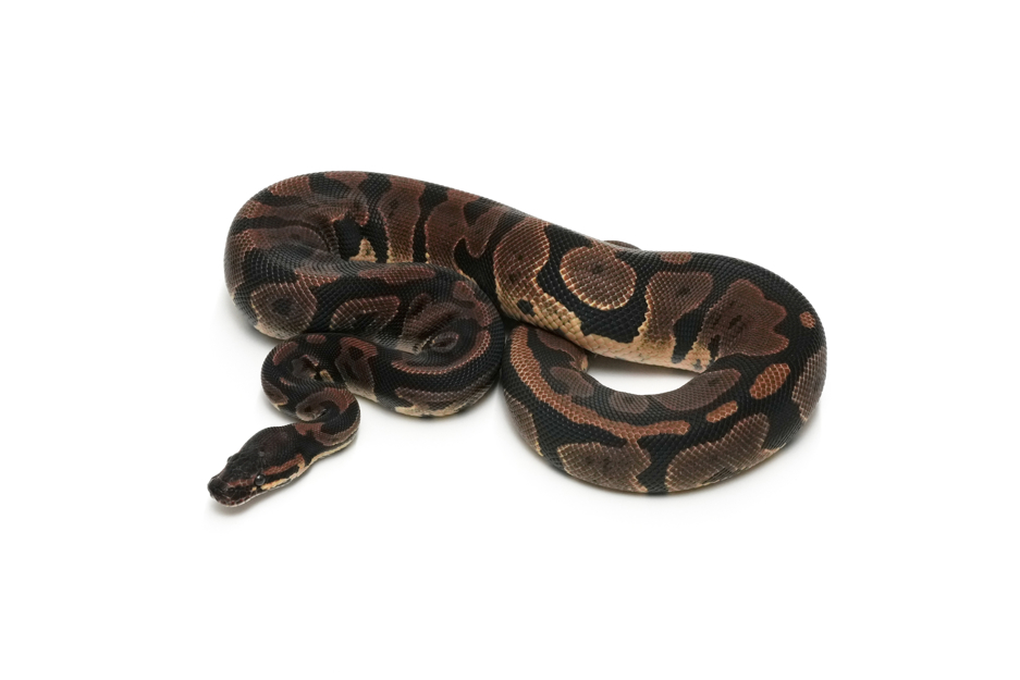 Confusion Het Axanthic(Black&TSK)