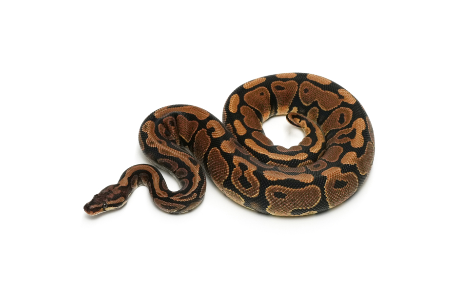 Spotnose DH Axanthic(Black&TSK) DG