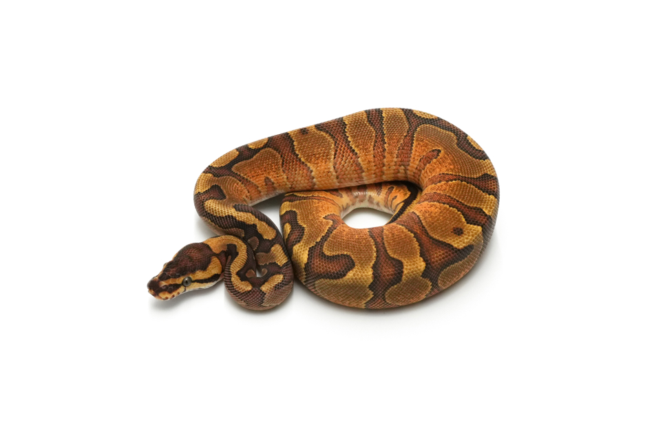 Redstripe YB Enchi Het Clown 50%DH DG Pied
