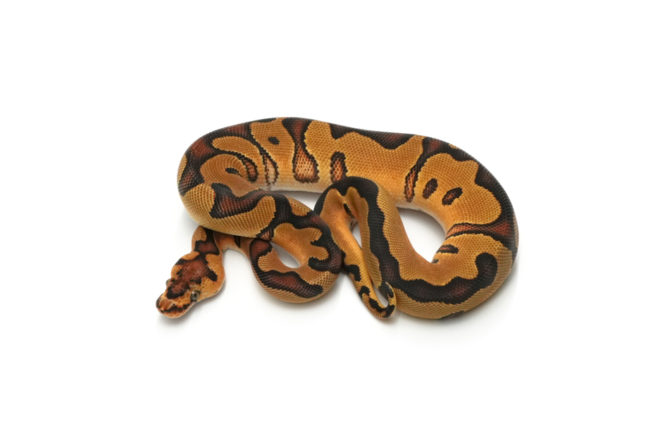 Enchi YB Clown 50%DH DG Pied