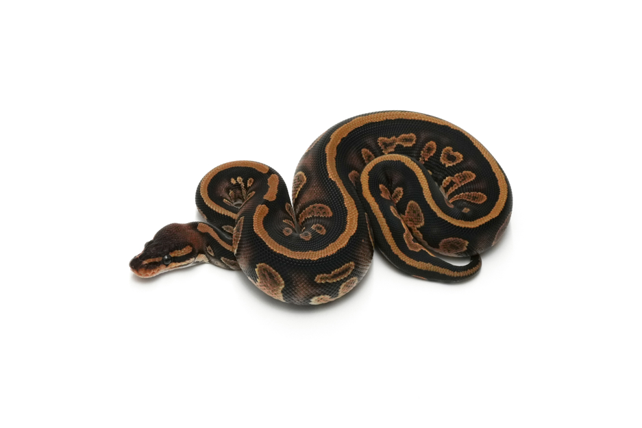 Stranger Het Pied 66%Clown