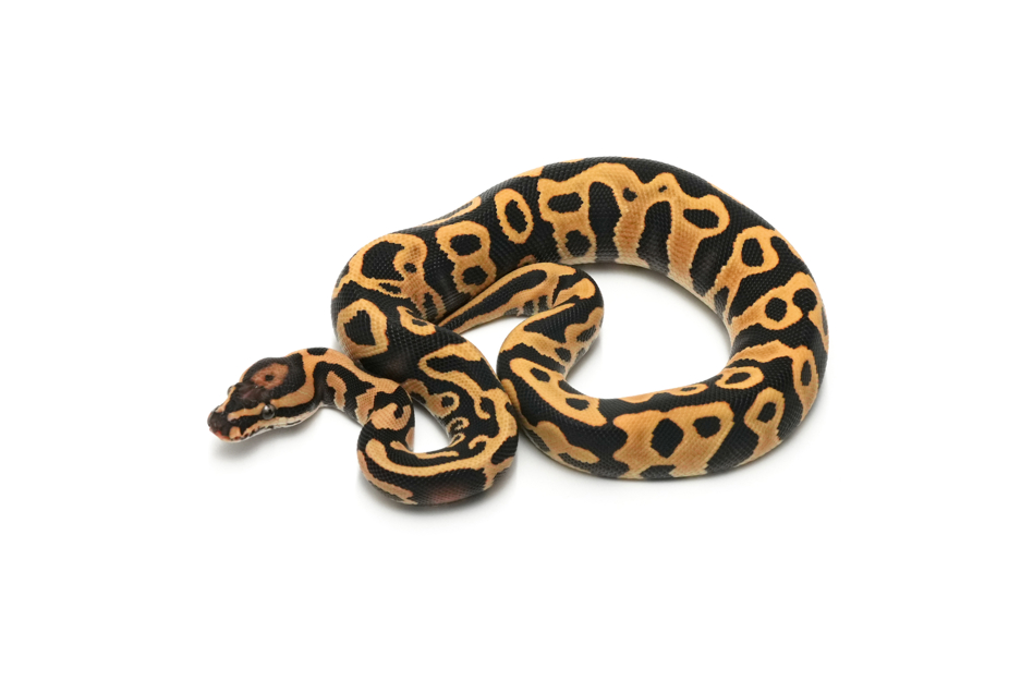 Leopard YB DG Het Clown 50%Pied