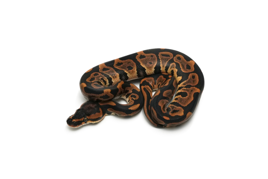 Leopard Nanny Het Clown