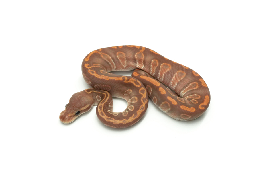 GHI Blackhead Ultramel