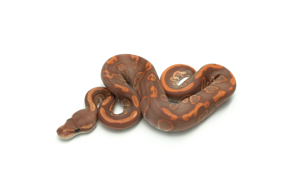 GHI Blackhead Leopard Ultramel