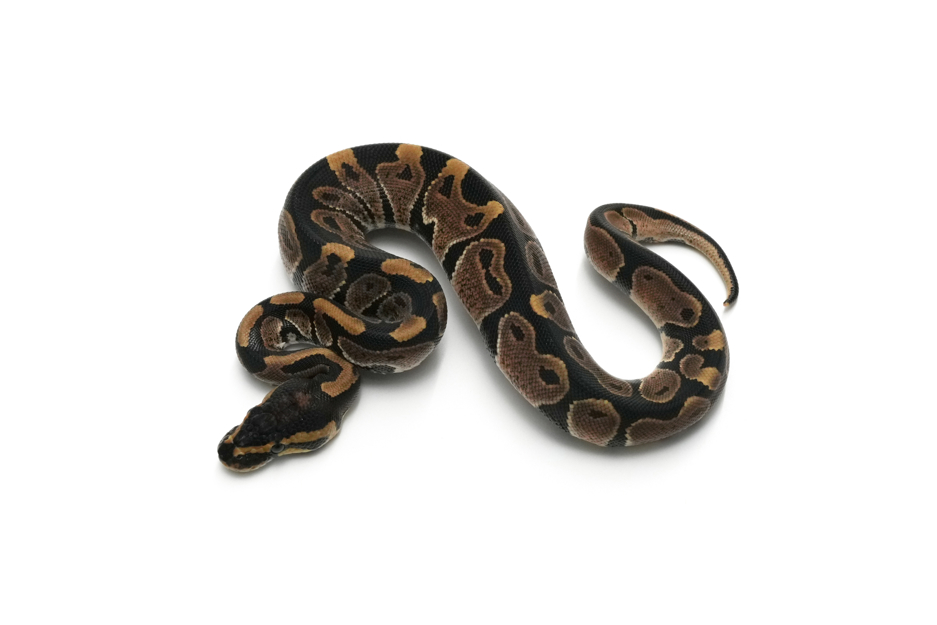 Het Black Axanthic 66%Hypo 50%Pied