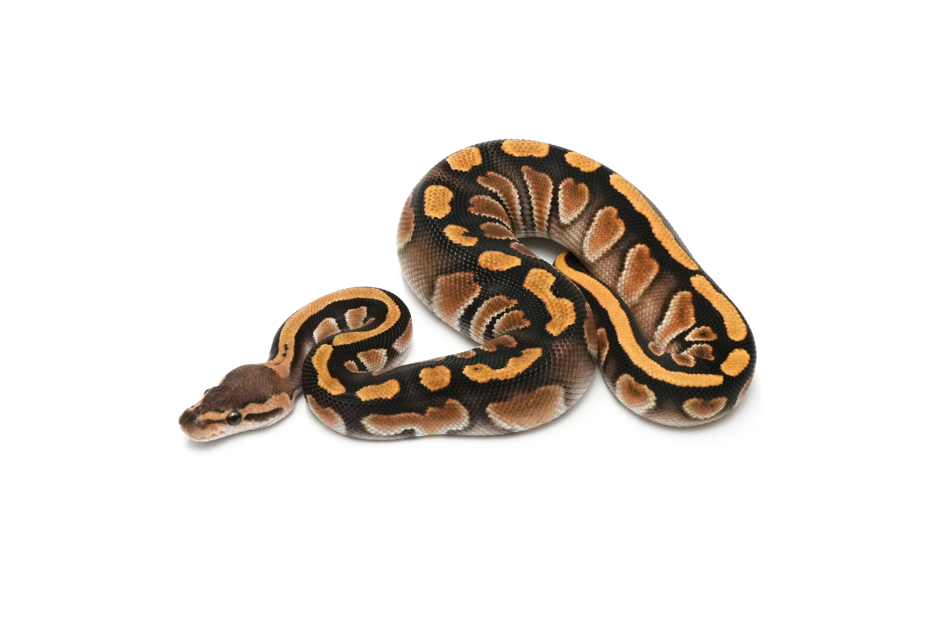 GHI Redhead OD Het Clown