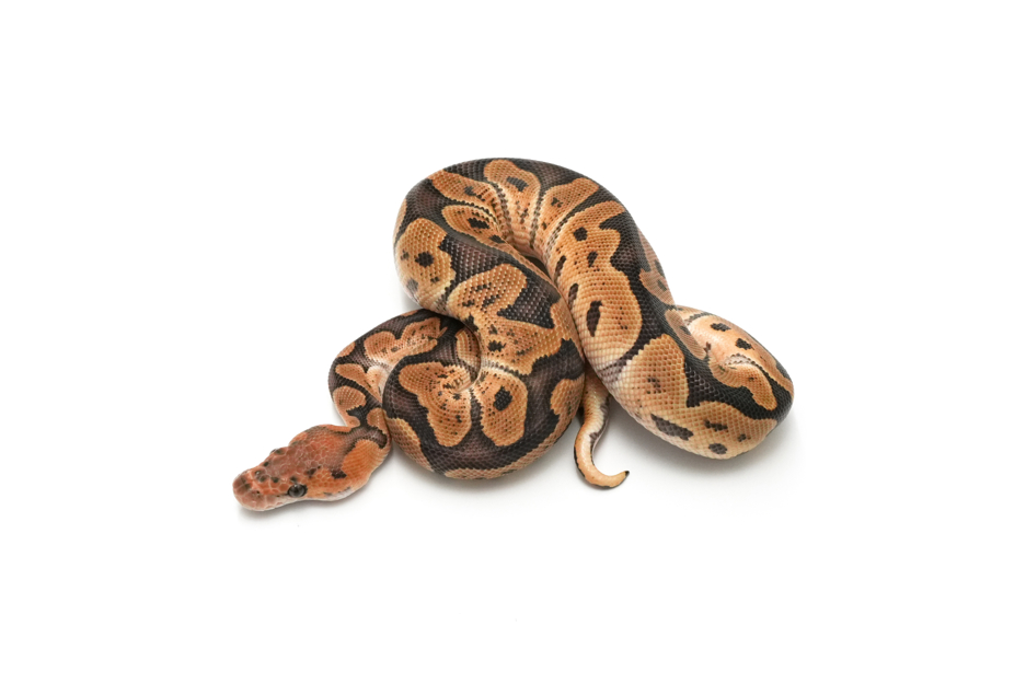 GHI Clown Het DG Pos Redstripe (genetic testing)