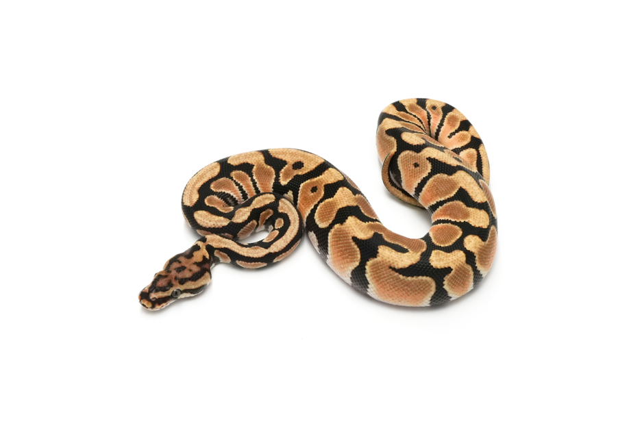 OD Spotnose Het Clown 50% DH VPI Axanthic DG