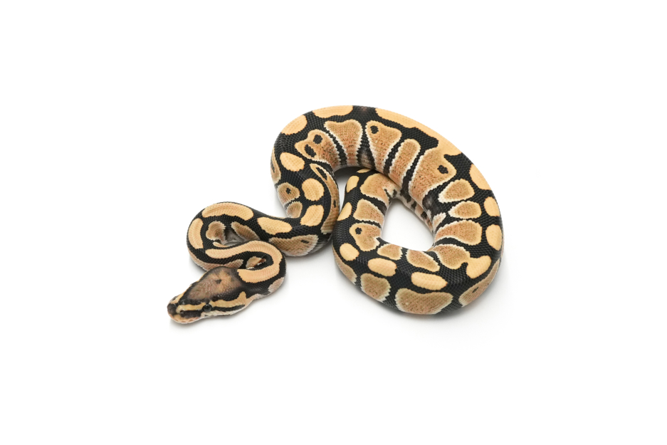 DG DH VPI Axanthic Clown