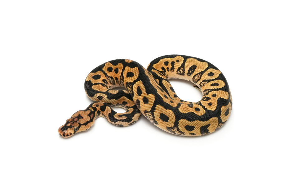 Spotnose Clown DH DG VPI Axanthic