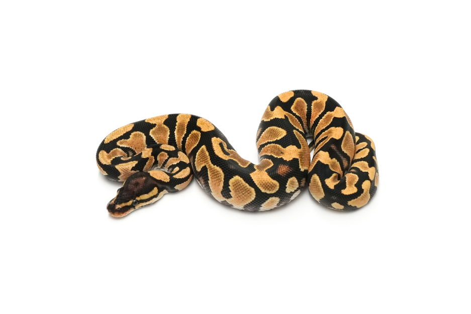 OD YB TH DG VPI Axanthic Clown