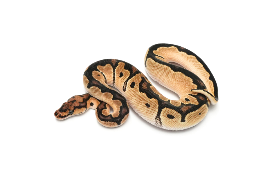 OD Clown DH DG VPI Axanthic