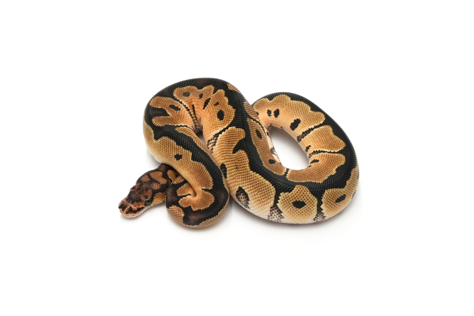 Clown DH DG VPI Axanthic