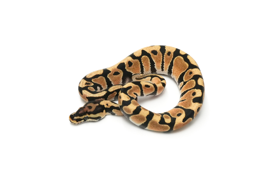 OD Spotnose TH DG VPI Axanthic Clown