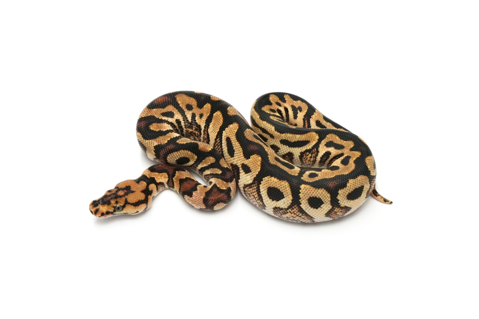 Spotnose YB Clown Het DG 50% Pied (genetic testing)