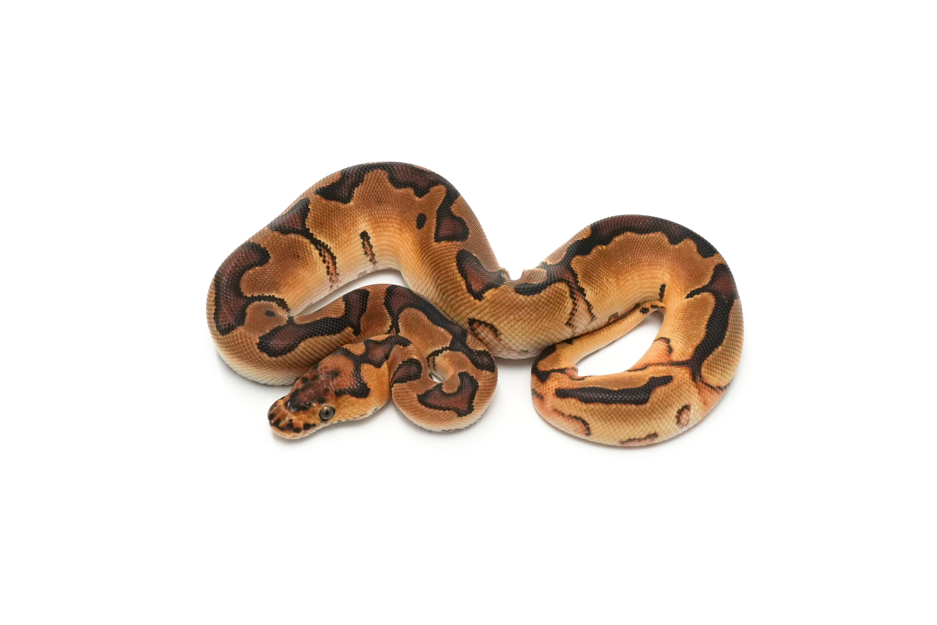 Enchi YB Clown TH Hypo DG Pied (genetic testing)