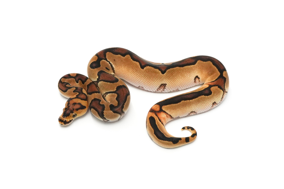 Enchi YB Clown 50% TH Hypo DG Pied