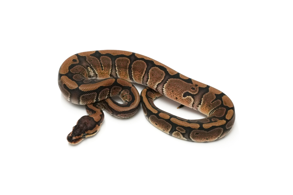 Redstripe TH DG VPI Axanthic Clown