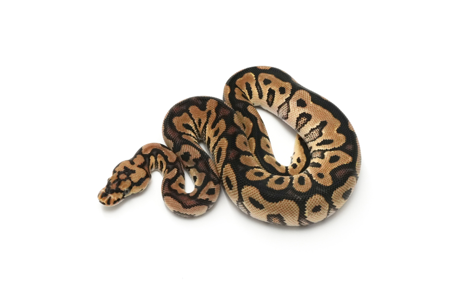 Spotnose Clown DH DG VPI Axanthic