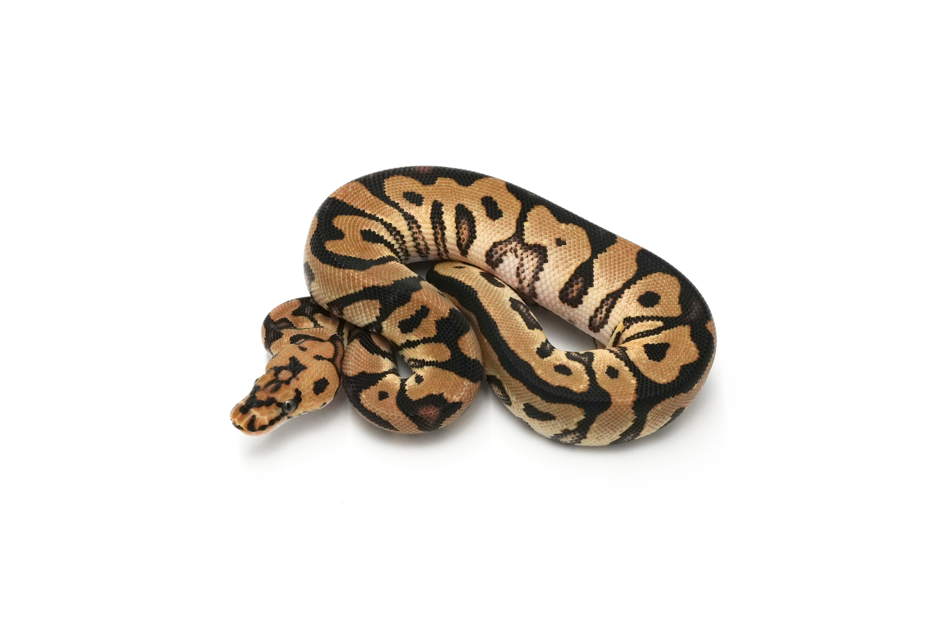 Spotnose Clown DH DG VPI Axanthic