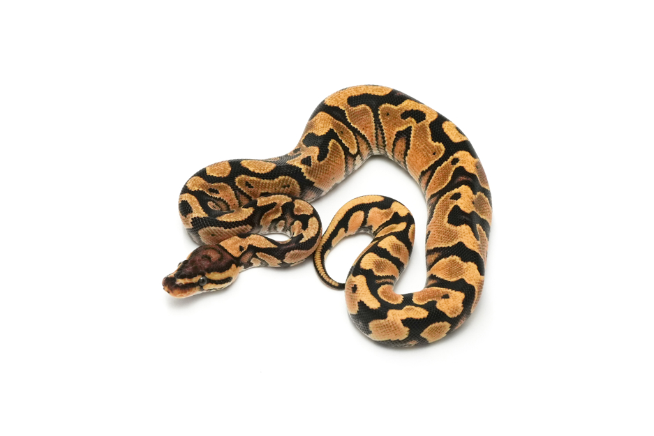 OD YB Redstripe TH DG VPI Axanthic Clown