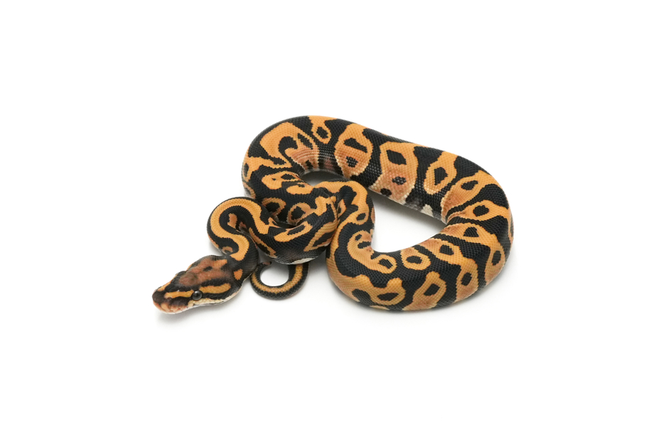 Leopard DG Het Clown 66% DH Hypo Pied