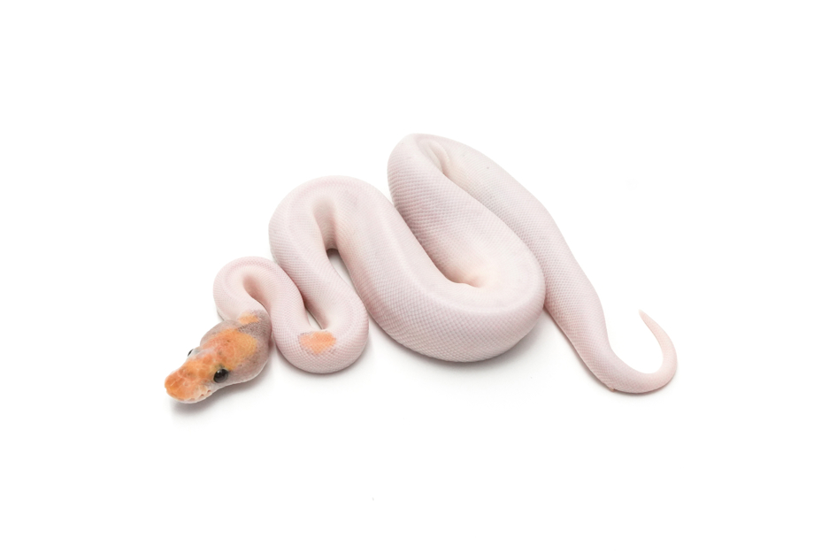 OD Fire Mojave YB Clown Pied DH Hypo DG (genetic testing)