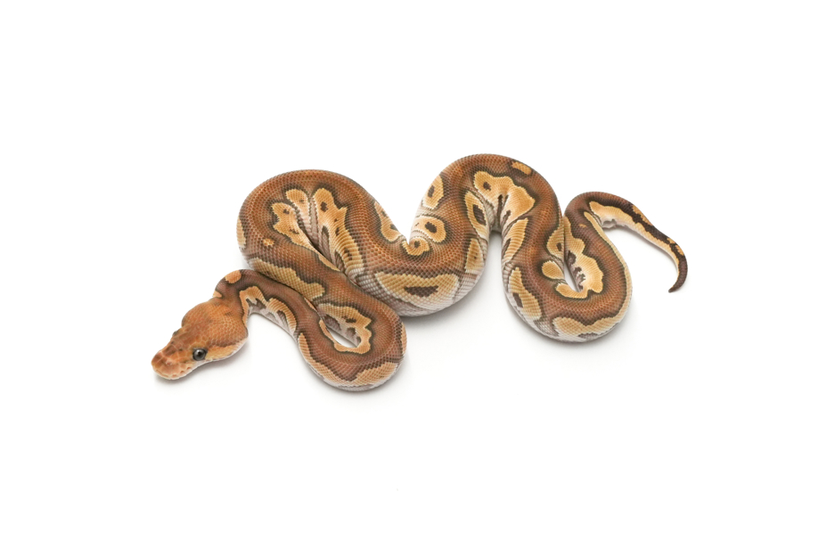 Mojave Fire Clown TH Hypo DG Pied (genetic testing)