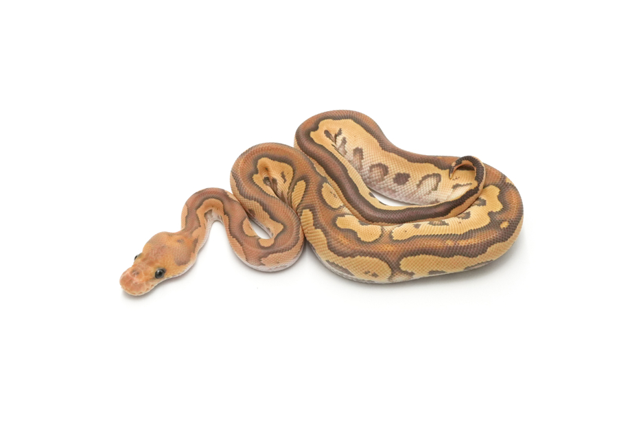 OD Mojave Fire Clown TH Hypo DG Pied (genetic testing)