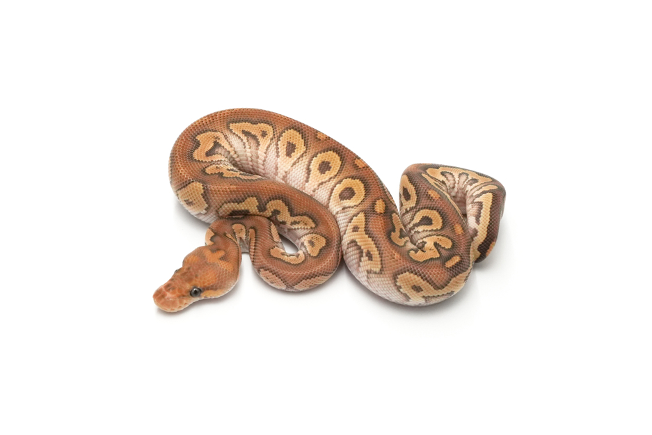 Mojave YB Clown 66% Pied 50% DH Hypo DG