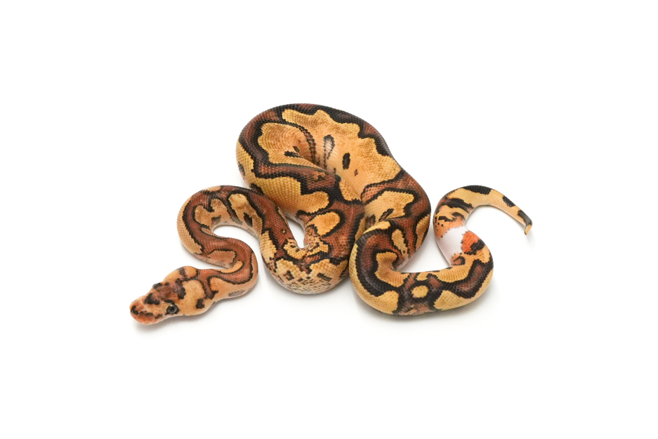 Fire YB Clown 66% Pied 50% DH Hypo DG