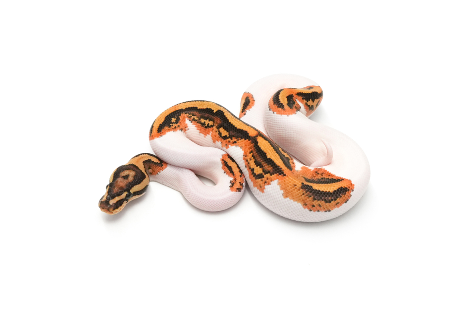 YB Pied TH Hypo DG Clown (genetic testing)