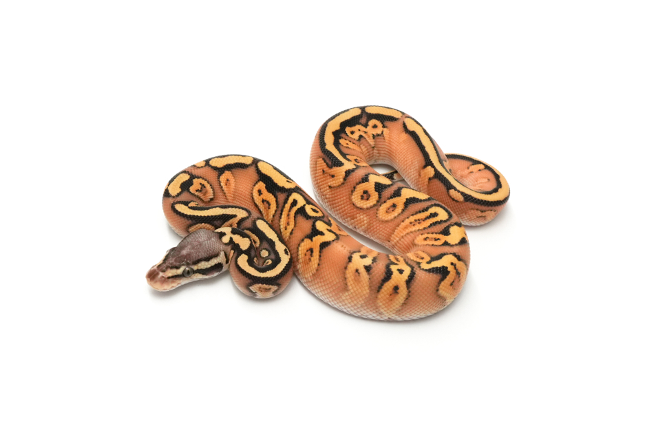 Super OD Pastel GHI YB Het Clown