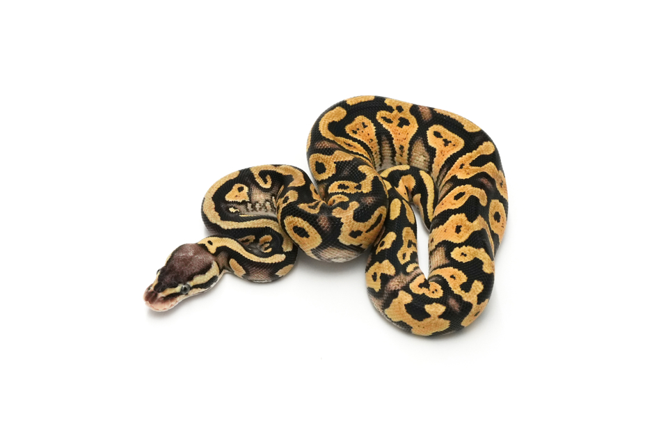 YB Pastel TH VPI Axanthic DG Clown (genetic testing)