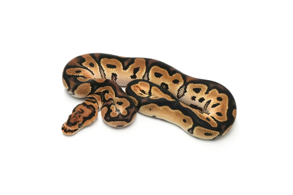 OD Clown DH VPI Axanthic DG (genetic testing)