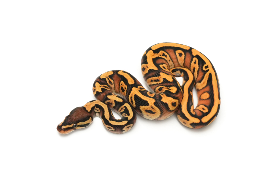 Super OD GHI YB Het Clown 50% DH VPI Axanthic DG Pos Redstripe