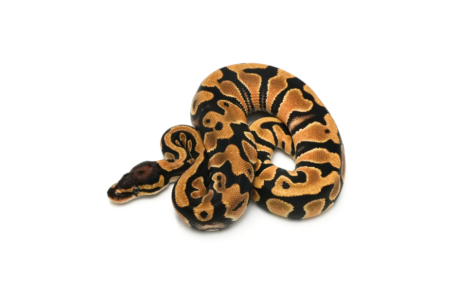 OD TH VPI Axanthic DG Clown