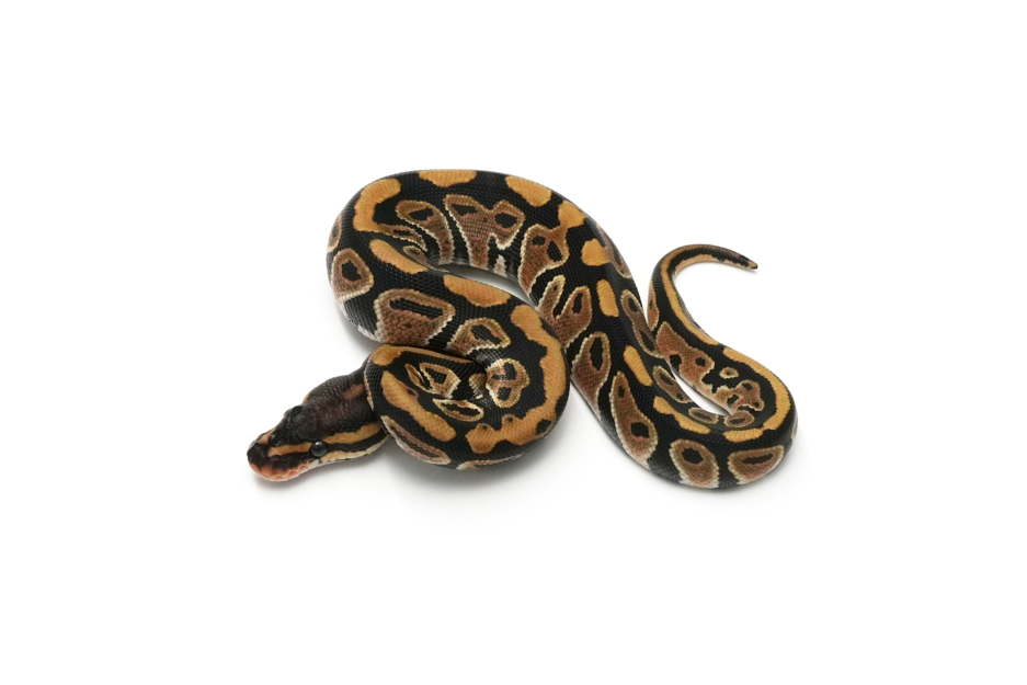 Het Clown 66% TH Hypo DG Pied