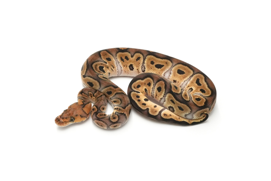 GHI Clown DH DG VPI Axanthic (genetic testing)