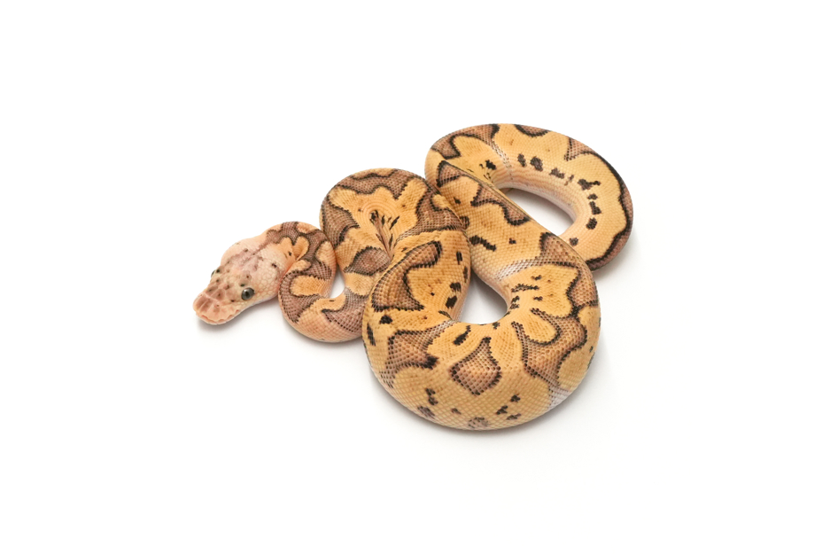 GHI Pastel Clown 66% DG 50% VPI Axanthic