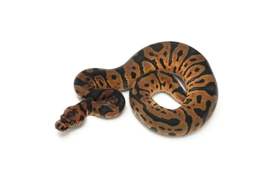 Acid Clown Het VPI Axanthic (genetic testing)