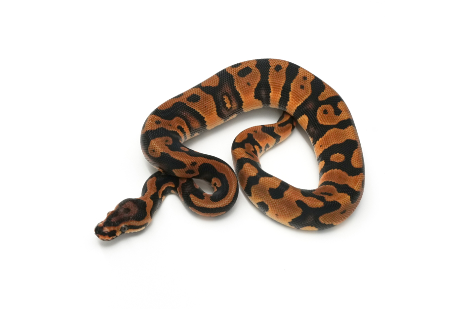 Acid OD YB DH DG Clown (genetic testing)