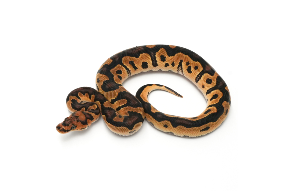 OD Clown Het VPI Axanthic (genetic testing)