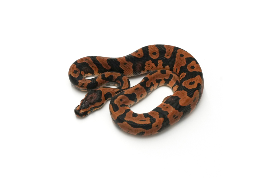 Acid YB Het Clown 66% DG 50% VPI Axanthic