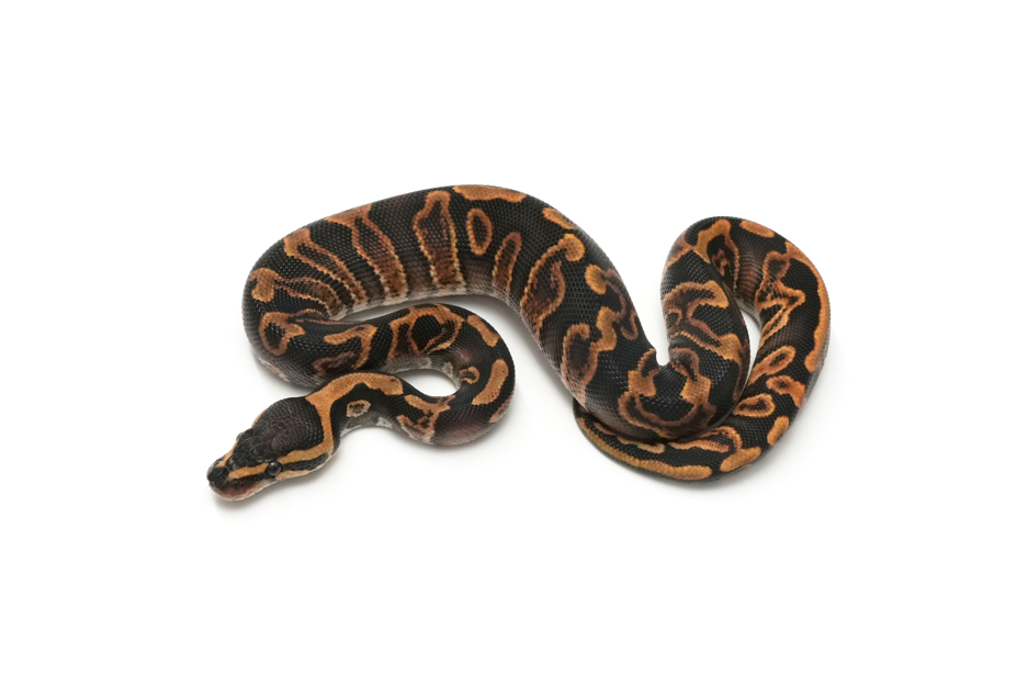 GHI YB Het Clown 66% DG 50% VPI Axanthic