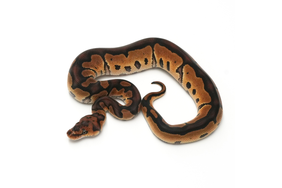 Clown 50% DH Hypo DG