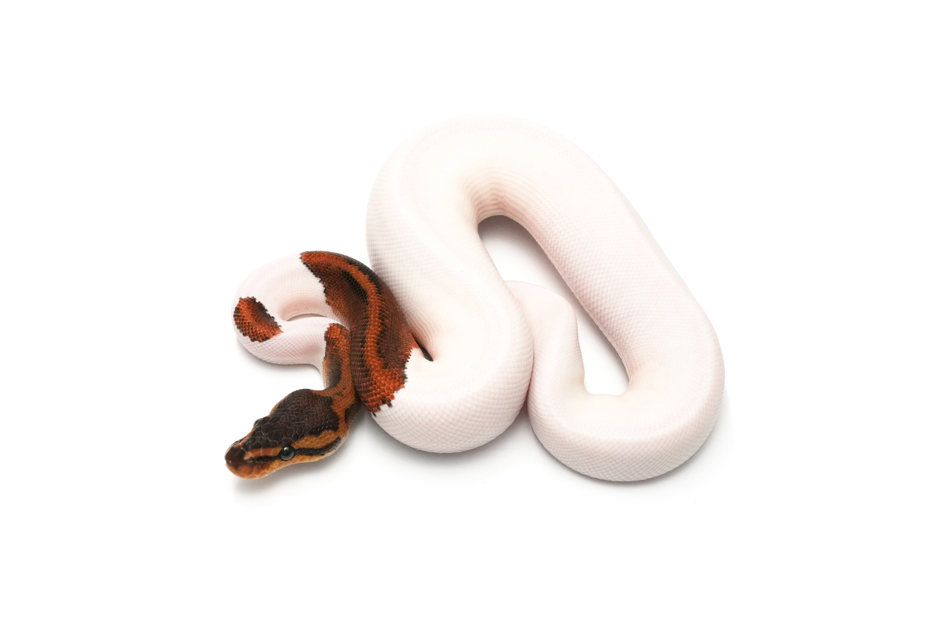 Copper YB Pied DH DG Clown Pos Pixel Leopard (genetic testing)