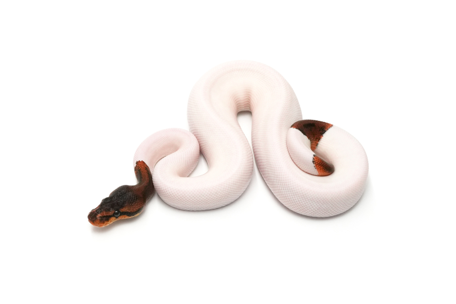 Copper YB Pied DH DG Clown Pos Pixel Leopard (genetic testing)