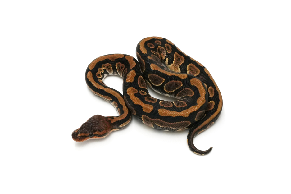 Copper Het Clown 66% Pied 50% DH Hypo DG